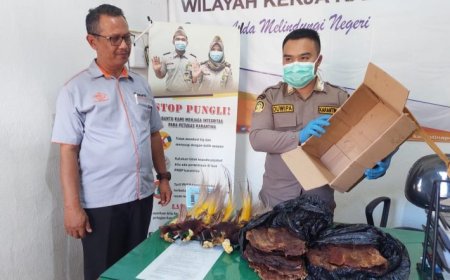 Balai Karantina Marauke amankan Pelaku Penyeludupan Burung Cendrawasih dan Burung Nuri