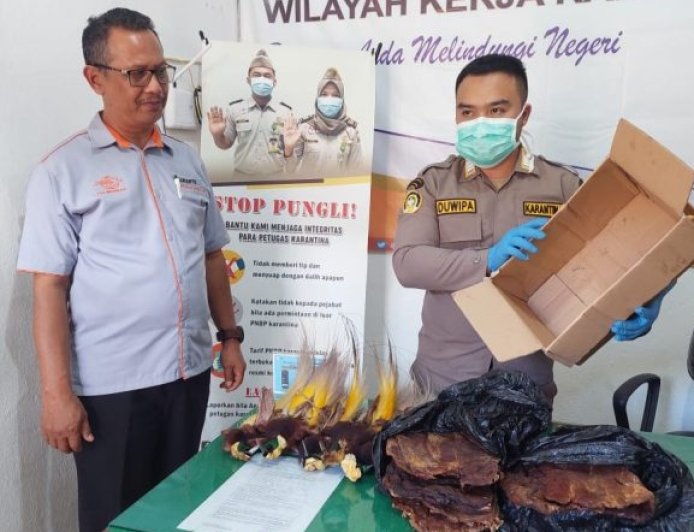 Balai Karantina Marauke amankan Pelaku Penyeludupan Burung Cendrawasih dan Burung Nuri