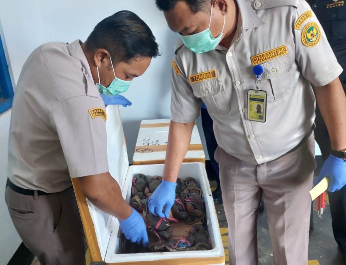 Ekspor Perdana Kepiting ke Singapura,Barantin Cek Kesehatan