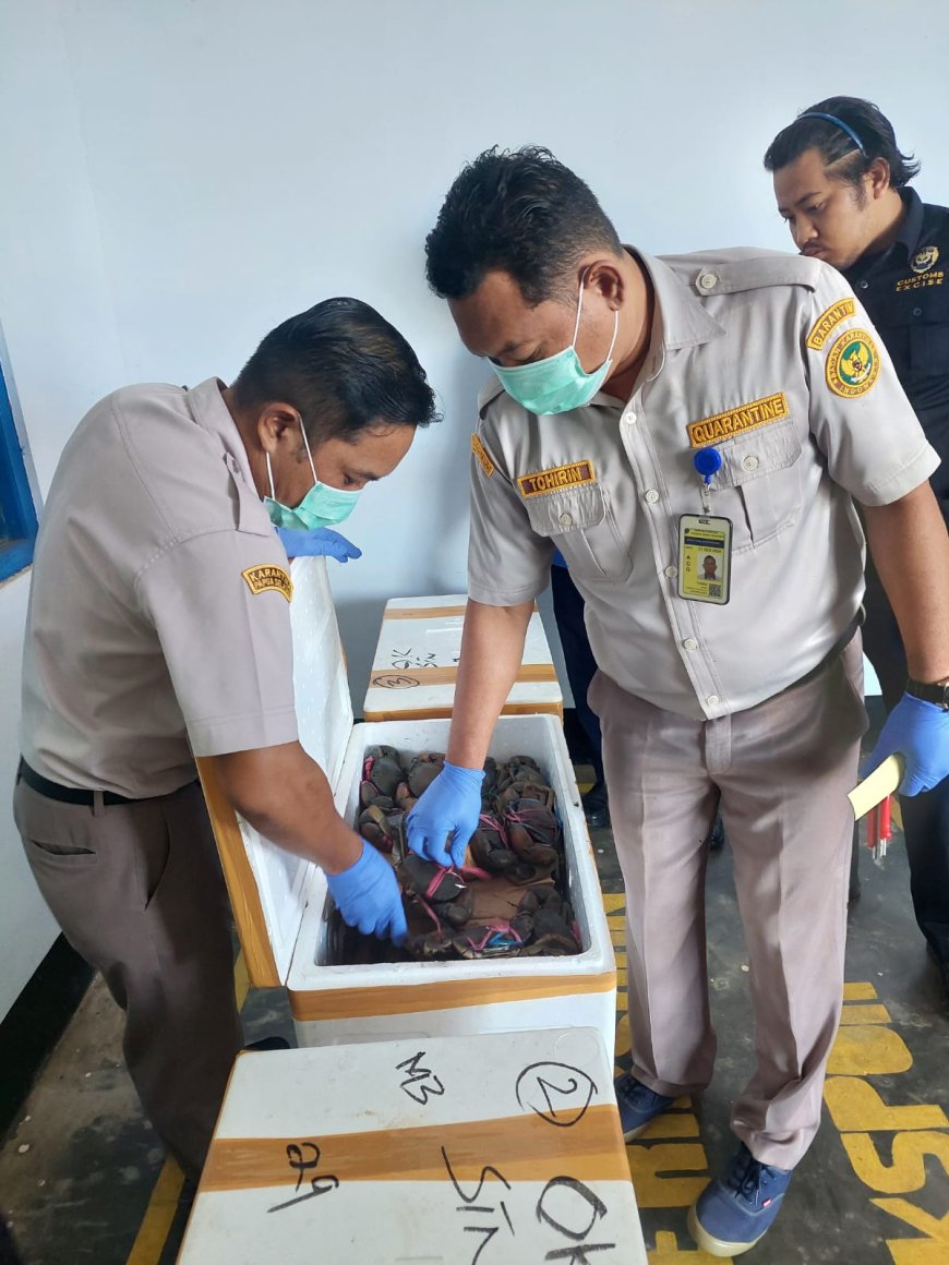 Ekspor Perdana Kepiting ke Singapura,Barantin Cek Kesehatan