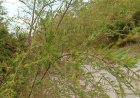 Hutan Desa Berlokasi di Tengah Perkebun Sawit, Pohon Tuturan Pernah di ekspor Untuk Minyak Wangi