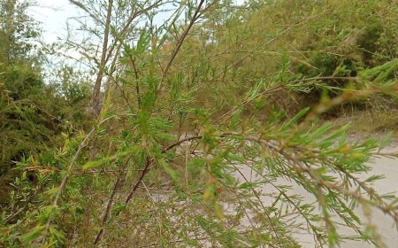 Hutan Desa Berlokasi di Tengah Perkebun Sawit, Pohon Tuturan Pernah di ekspor Untuk Minyak Wangi
