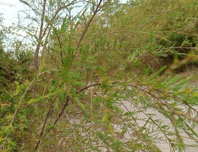 Hutan Desa Berlokasi di Tengah Perkebun Sawit, Pohon Tuturan Pernah di ekspor Untuk Minyak Wangi