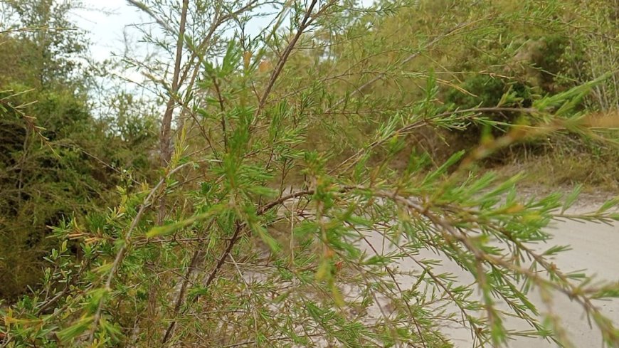 Hutan Desa Berlokasi di Tengah Perkebun Sawit, Pohon Tuturan Pernah di ekspor Untuk Minyak Wangi